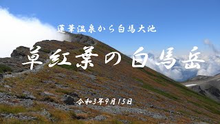 草紅葉の白馬岳　令和3年9月15日