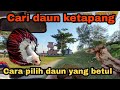 Cari daun ketapang untuk ikan laga | cara memilih daun yang betul!