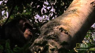 Killer Chimpanzees hunting and eating smaller monkeys HD