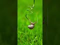 Animal World - Snail #shorts #animallover #animalshorts #ape #animals #snail