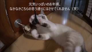 【子猫の日常】珍しくノンビリと遊ぶチビ太