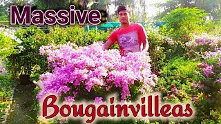 Amazing Bougainvilleas in the Nursery