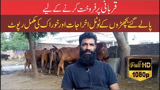 Qurbani ke bachra palany par total karcha aur Qurbani ke janwaro ke khorak