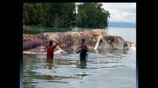 মহা দানব ভেসে উঠেছে সাগরের তীরে বিড়ম্বনায় পড়েছে বিজ্ঞানীরা