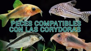 PECES COMPATIBLES CON CORYDORAS #fish #corydoras