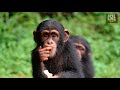 saving chimps tacugama chimpanzee conservation