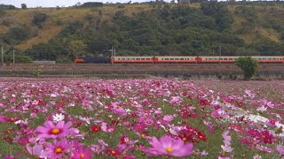 Taiwan Railway 2021.11.17【Chu-Kuang Exp. No. 510】w/ E239 the Future Train Locomotive \u0026 Cosmos Flower