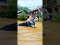 dog knows how to save people #shortvideo