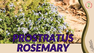 PROSTRATUS ROSEMARY Information and Growing Tips!