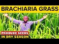 Can Brachiaria Grass SURVIVE In The Dry Season?