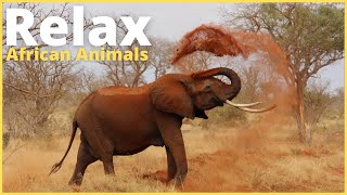 Música Relaxante Animais da África🦁Relaxing Music African Animals