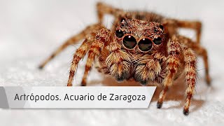 ARTRÓPODOS 🕷️🐛 ¿Qué son los Artrópodos y cómo se clasifican?