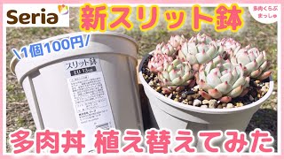 【多肉植物】新商品！セリアのスリット鉢に「水蜜桃丼」を植え替えました✨【多肉丼】