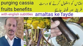 Amaltas/املتاس|amaltas ki phali ke fayde /purging cassia fruits benefits