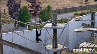 Siamang gibbon swinging around 🙊