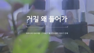 여과기 안의 황금안시롱핀