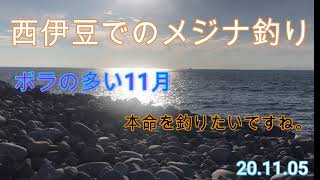 西伊豆でのメジナ釣り