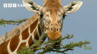 Ants Take on Giraffes | How Nature Works | BBC Earth Kids