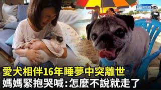 愛犬相伴16年睡夢中突離世　媽媽緊抱哭喊：怎麼不說一聲就走了｜中時新聞網