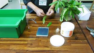 Transpiration experiments using vaseline