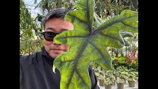 燻蒸された植物を一部植え替え