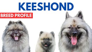 Keeshond Dog Breed Profile History - Price - Traits - Grooming Needs - Keeshond Dog Lifespan