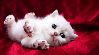 Funny Cute Baby Cat Videos - 1080p