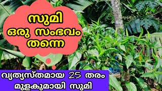 25 തരം മുളക് കൃഷിയുമായി സുമിയുടെ അടുക്കളത്തോട്ടം | Adukkalathottam | Sumi Kuttichal