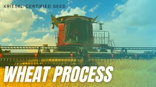 Wheat Process from Kriesel Certified Seed