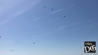 Cliff Swallows on War Eagle River