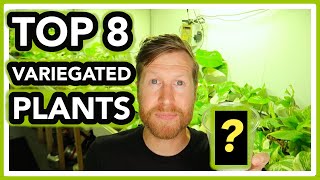 My TOP 8 Favorite Variegated Plants of 800+ Rare Aroids