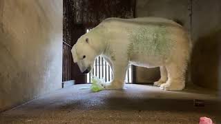 【天王寺動物園】お籠り開始のイッちゃんのお食事