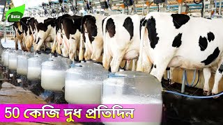 প্রতিদিন 50 লিটার দুধ দেয় এই গরু | Commercial HF Cow Diary Farm | Cow Farm in West Bengal | গবাদি