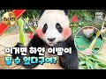 [Panda Story] Brush Your Teeth🪥 And Then Rinse Your Mouth💦 | Everland Panda World