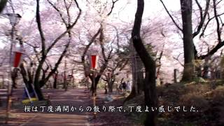 【お気楽バイク旅】高遠と諏訪の桜　2015-04-16【MT-07】