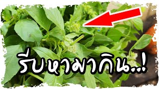 ได้รู้เรื่องนี้!! แทบอยากหาใบแมงลัก มากินทุกวัน    | Nava DIY