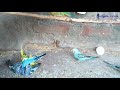 budgies colony fight one budgies expire