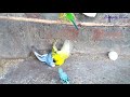 budgies colony fight one budgies expire