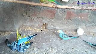 Budgies Colony Fight one Budgies expire