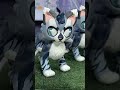 which jayfeather is your favorite