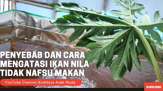 Penyebab Dan Cara Mengatasi Ikan Nila Tidak Nafsu Makan | Menambah Nafsu Makan Ikan Nila