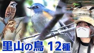 ルリビタキ登場！冬の里山は鳥がいっぱい♪【野鳥撮影vlog】