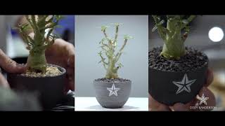 【CODY SANDERSON】Bizarre Plants Collection