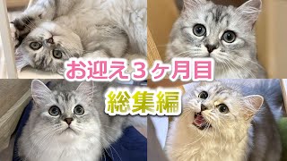 【総集編】ミヌエット子猫をお迎え３か月目の成長記録がかわいい！