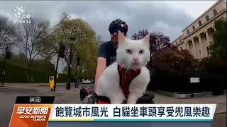 愛跟主人乘單車兜風 英國挪威森林貓紅遍社群媒體｜20220504 公視早安新聞