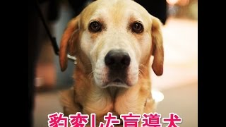 【泣ける話・感動する話】豹変した盲導犬