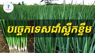 បច្ចេកទេសដាំខ្ទឹមយកស្លឹក