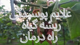 اگر درخت شما این علایم رو داره پس باید به پوسیدگی ریشه گیاه شک کنید،به همراه راه درمان