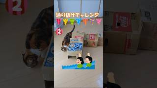 [Cheering] [Part2] Here's the cat trying to get through a cardboard tunnel.