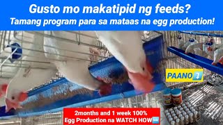 Panoorin gaano kadalas maghalo or maghukay ng feeds sa feeder ng layer chicken